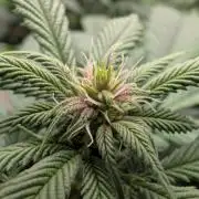 Lindas Marker #1 - #4