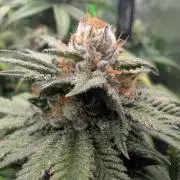 OG Nana