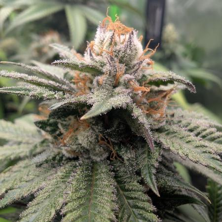 OG Nana