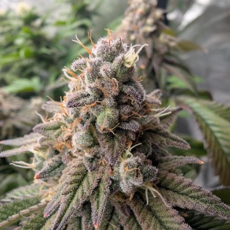 Mimosa