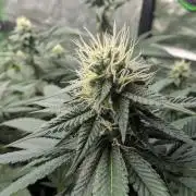 Pink Gelato 🍦😋