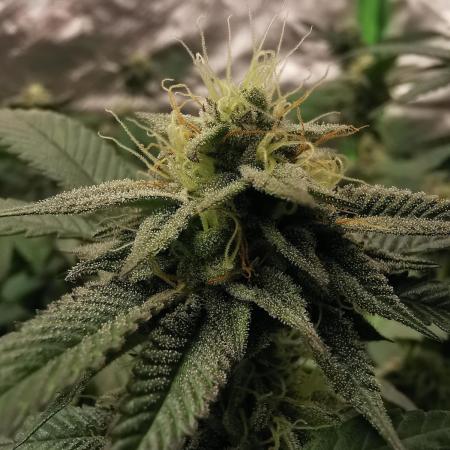 mini pheno hunt - #2