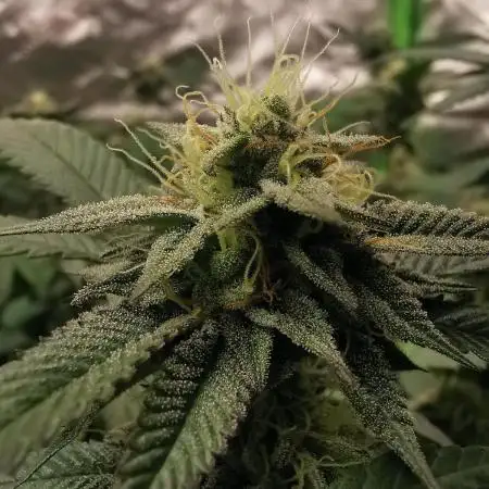 mini pheno hunt - #2
