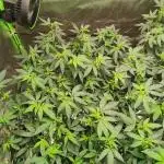 mini pheno hunt - #4