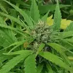 Grapefruit - Outdoor 2025