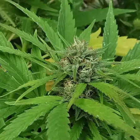 Grapefruit - Outdoor 2025