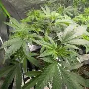 Lindas Marker #1 - #4