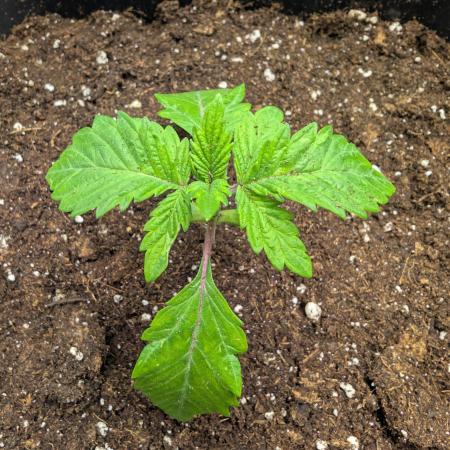 2026 to the Eternity