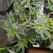 Cheesy Rider x Unknown