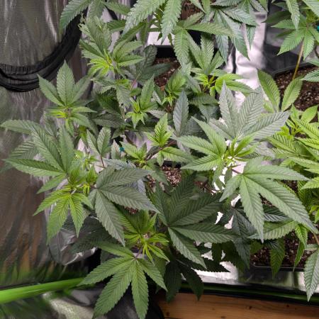 Cheesy Rider x Unknown