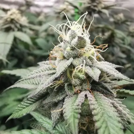 mini pheno hunt - #1