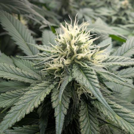 Growing Crack