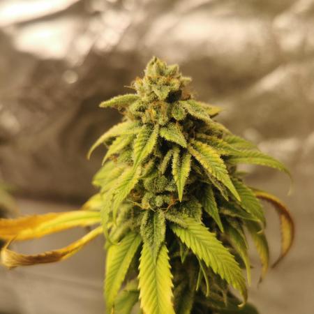 Old Dirty Biker // Karma Genetics // Krumme Gurken Cut