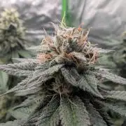 Pink Gelato 🍦😋