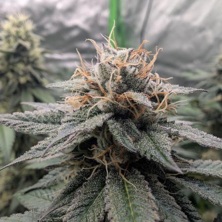 Pink Gelato 🍦😋