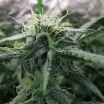 mini pheno hunt - #3