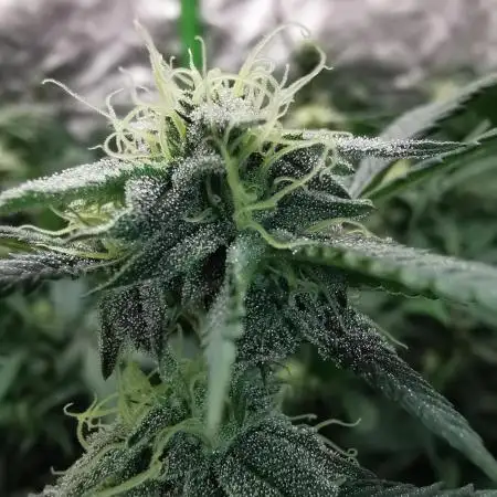 mini pheno hunt - #3