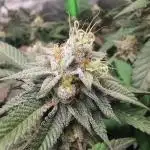 mini pheno hunt - #2