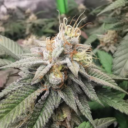 mini pheno hunt - #2