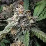 mini pheno hunt - #3