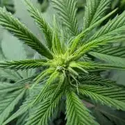 Cheesy Rider x Unknown