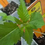 OG Nana
