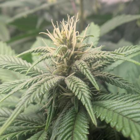 Lindas Marker #1 - #4