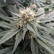 Growing Crack