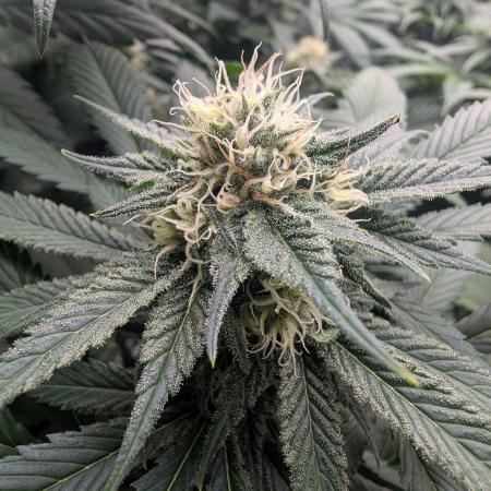 Growing Crack