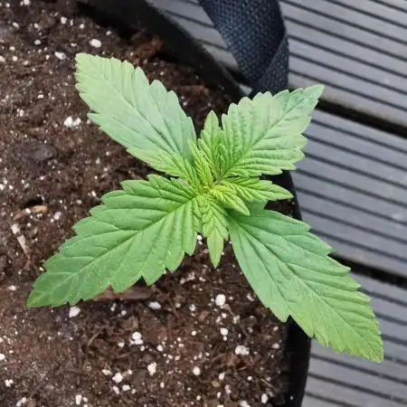 Sungrown lemoncherrycookies