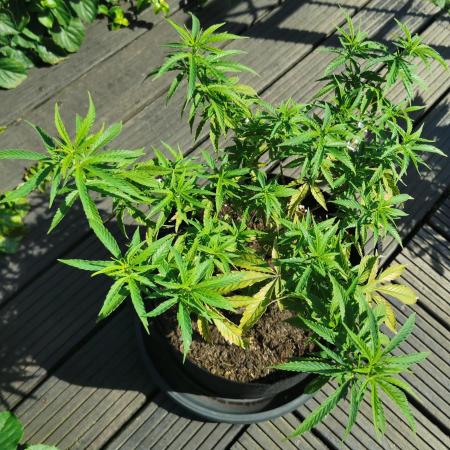 planting a tree