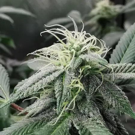 mini pheno hunt - #1