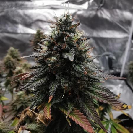 Gelato #33 - Linda Seeds