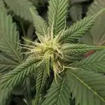 mini pheno hunt - #2