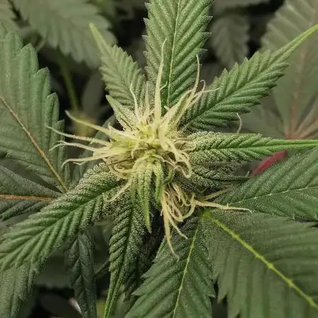 mini pheno hunt - #2