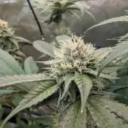 double cherry