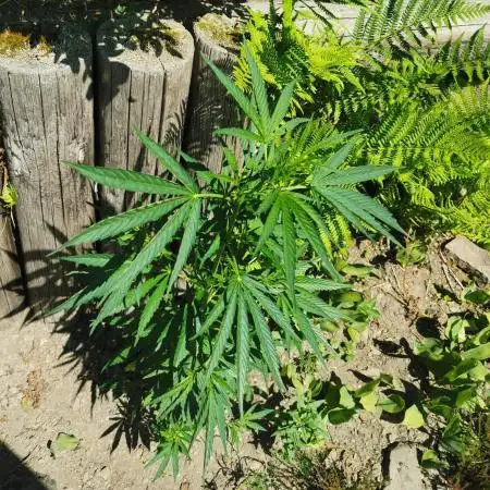 Grapefruit - Outdoor 2025