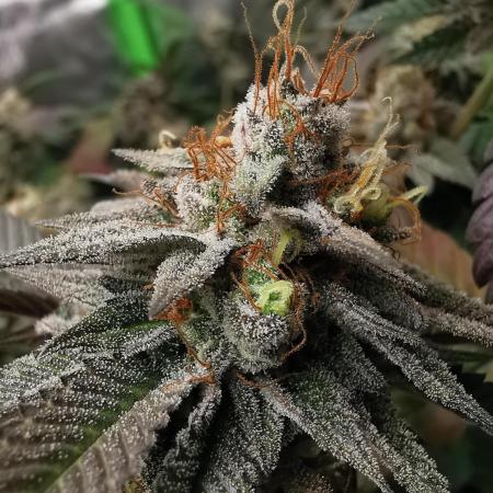 mini pheno hunt - #2