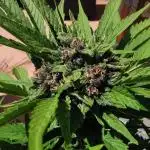 Sungrown lemoncherrycookies 2025