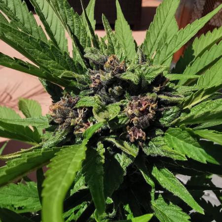 Sungrown lemoncherrycookies 2025
