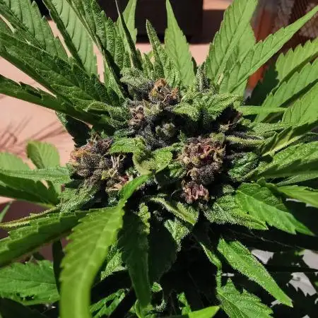 Sungrown lemoncherrycookies 2025