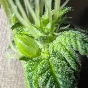 Cheesy Rider x Unknown