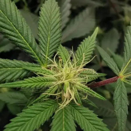 mini pheno hunt - #1