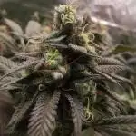 mini pheno hunt - #4