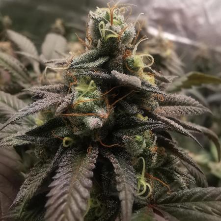 mini pheno hunt - #4