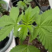 OG Nana