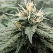 OG Nana