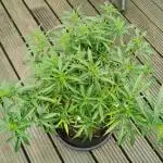 planting a tree - Outdoor 2025