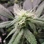 mini pheno hunt - #1