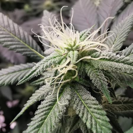 mini pheno hunt - #1